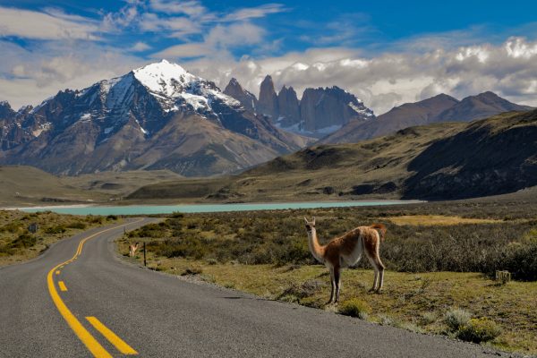 Guanaco (Lama guanicoe) at Torres del Paine national park, at Laguna Amarga